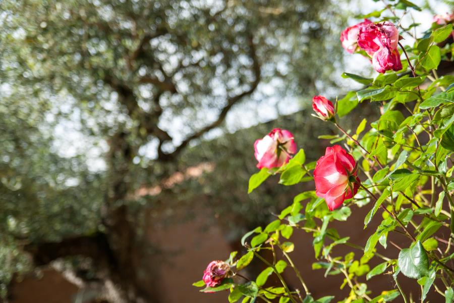 Camping Villaggio  Cerquestra, Magione